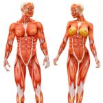 Anatomía