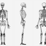Aparato locomotor