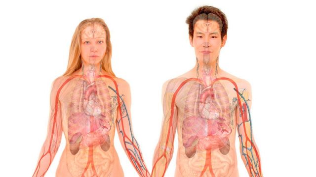 Representación de los meridianos de la medicina tradicional china