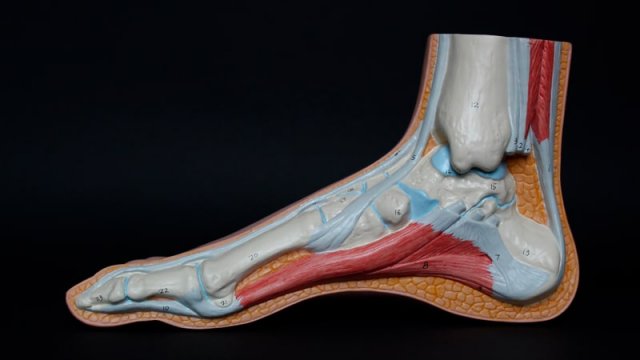 Imagen del esqueleto del pie