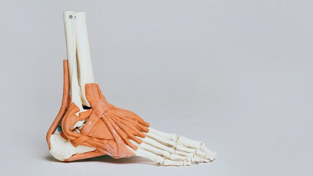 Esqueleto del tobillo